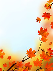 Image showing Maple Tree Leaves against blue sky.