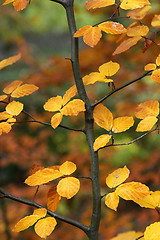 Image showing Autumn Leaves