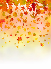Image showing Bright leaves of autumn card.