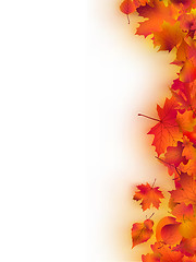 Image showing Autumn Leaves