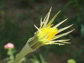 Image showing Yellow wild floweer