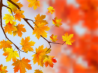 Image showing Autumn, sunny maple leaves, autumnal ornament.