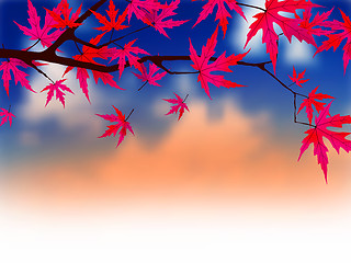 Image showing Autumnal leaves of maple