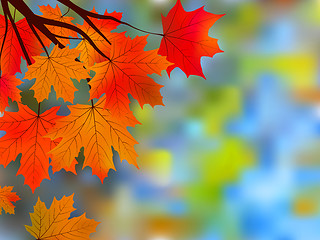 Image showing Autumnal maple, background.