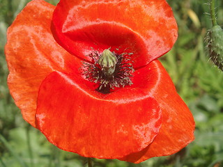 Image showing Red Papaver