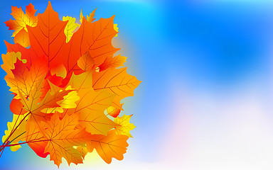 Image showing Maple bouquet against sky, autumn.