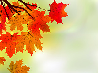 Image showing Beautiful background with maple leaves.