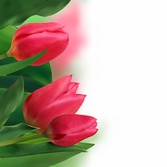 Image showing Bouquet of tulips on a white background.