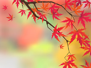 Image showing Japanese maple in autumn colors.