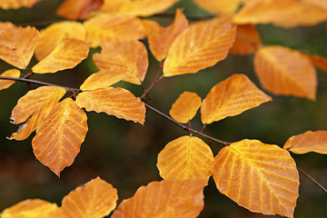 Image showing Autumn Leaves