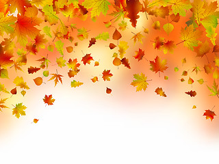 Image showing Vivid autumnal leaves frame for your text.