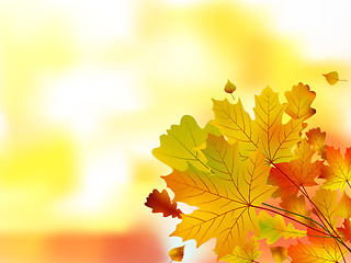 Image showing Autumn leaves, very shallow focus.