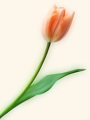 Image showing Pretty Tulip flower.