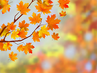 Image showing Colorful autumn leaves background.