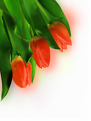 Image showing Three Red Tulip on White Background.