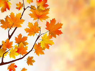 Image showing Beautiful background with maple leaves.