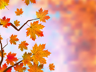 Image showing Autumnal maple, background.