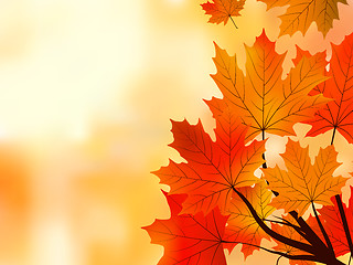 Image showing Red fall maple tree leaves, shallow focus.
