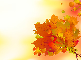 Image showing Autumn leaves, shallow focus.