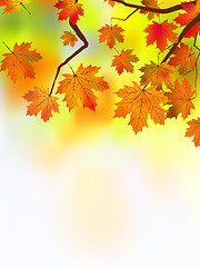 Image showing Autumn leaves, very shallow focus.