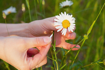 Image showing Female hands and flower of a chamomile