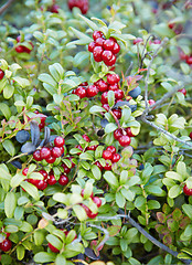 Image showing Abundantly fruiting bilberry