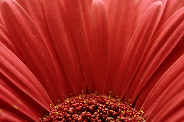 Image showing Gerbera Abstract