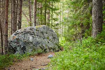 Image showing Landscape - path in coniferous forest