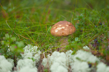 Image showing Leccinum growing among grass and moss