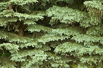 Image showing Fur-tree branches - background