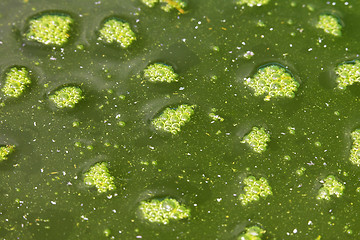 Image showing Green foam on surface of contaminated water