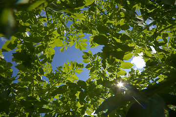 Image showing Sky - View from eyes of Colorado potato beetle