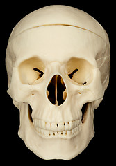 Image showing Skull on black background