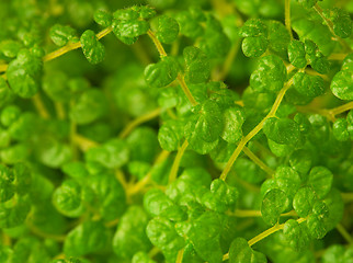 Image showing Exotic ornamental plants close up - Soleirolia Gaud, Helxine