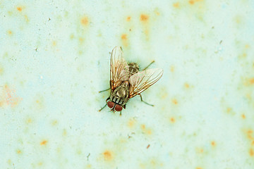 Image showing Small fly basks in sun sitting on an wall