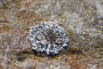 Image showing Northern lichen on rock close up