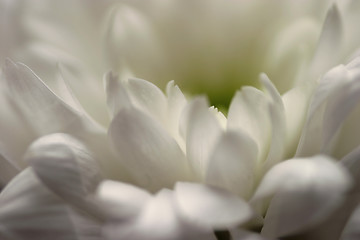 Image showing White Flower Abstract