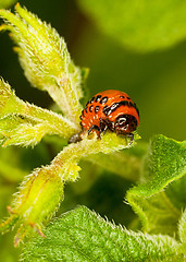 Image showing Red larva Colorado beetle eats leaves.