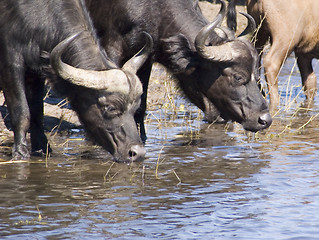 Image showing Buffalo