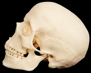 Image showing Human skull on black background in profile