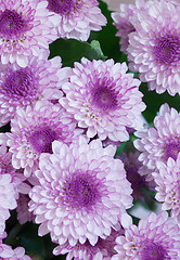 Image showing Big bouquet flowers - asters