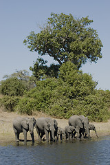 Image showing Elephants