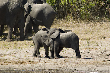 Image showing Elephants