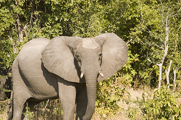 Image showing Elephant