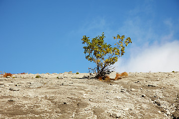 Image showing Tree among mountainous rocky plains