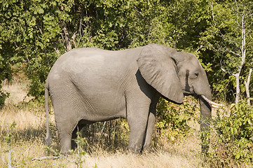 Image showing Elephant