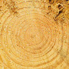 Image showing Cut of tree trunk with annual rings