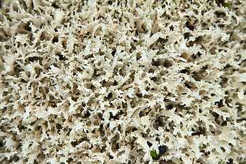 Image showing North lichen - Cladonia