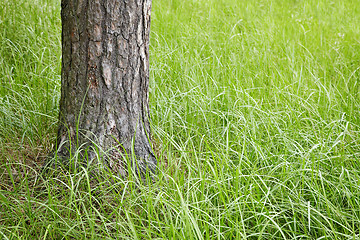 Image showing Trunk of a fur-tree in grass