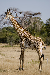 Image showing Giraffe